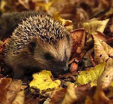 Igel in Blätterhaufen Igel in Blätterhaufen